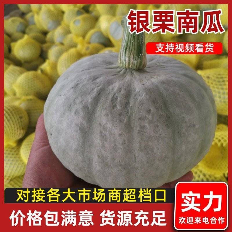 银栗南瓜货源充足欢迎新老客户来电订购，诚信经营，信誉第一