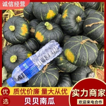 爆粉贝贝南瓜，欢迎各界新老客户随时来电订购