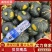 爆粉贝贝南瓜，欢迎各界新老客户随时来电订购