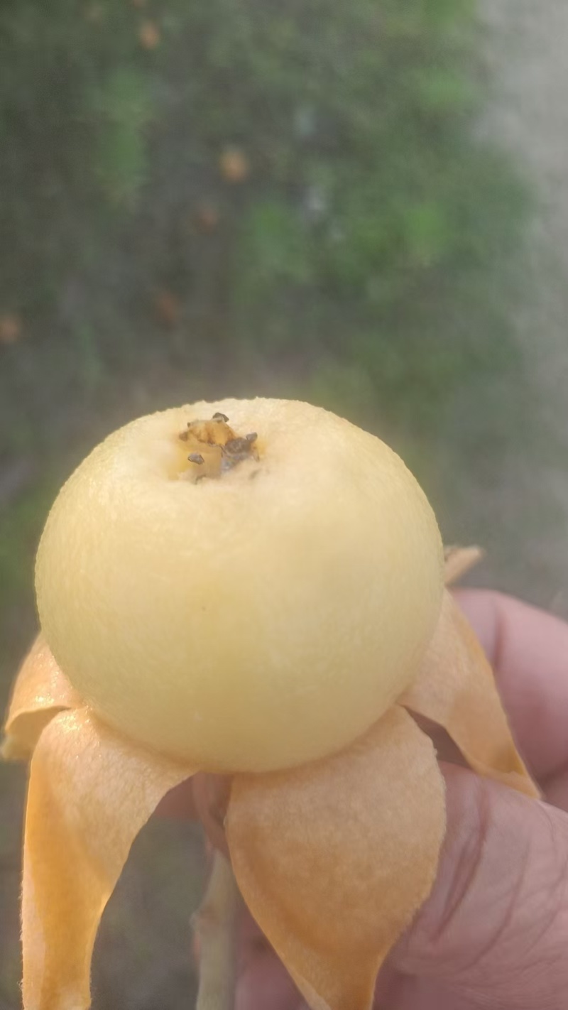贵妃琵琶