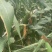 自家的粘玉米熟了