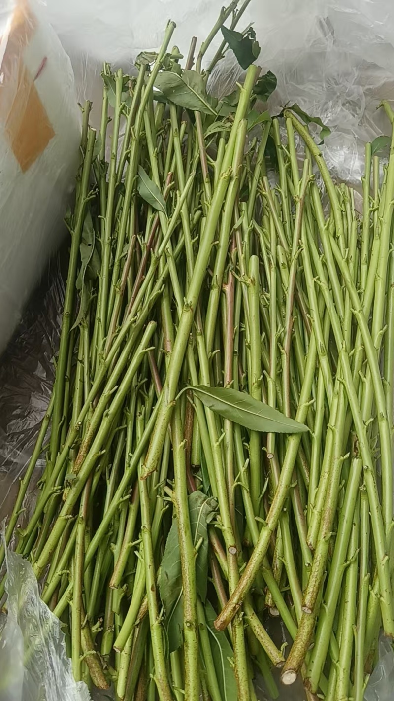 精典老品种油桃苗早熟白肉脆甜货架期长油桃苗