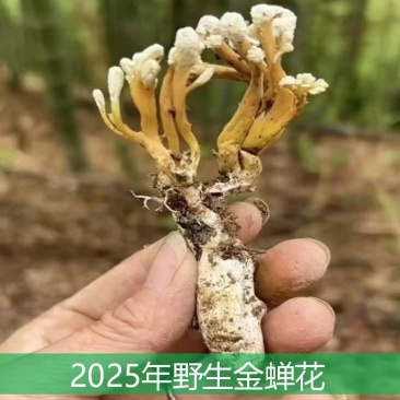 四川野生金蝉花大虫草