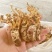 四川野生金蝉花大虫草