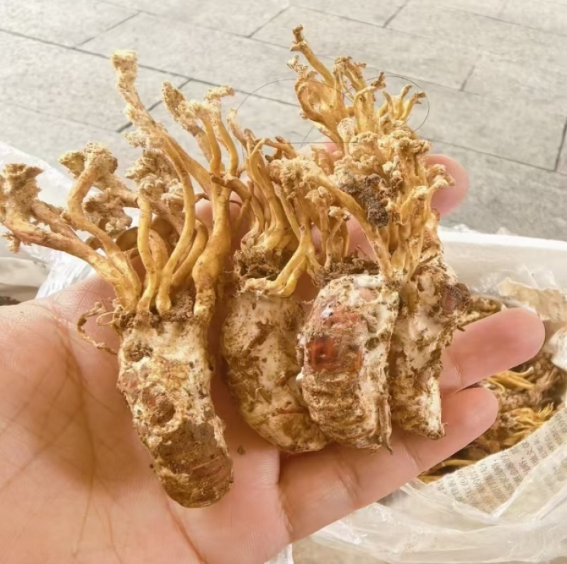 四川野生金蝉花大虫草
