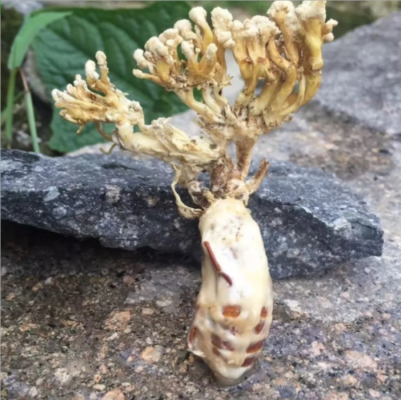 四川野生金蝉花大虫草