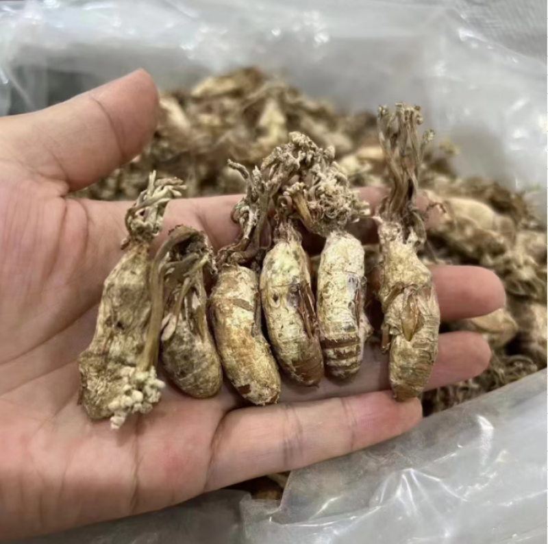 四川野生金蝉花大虫草