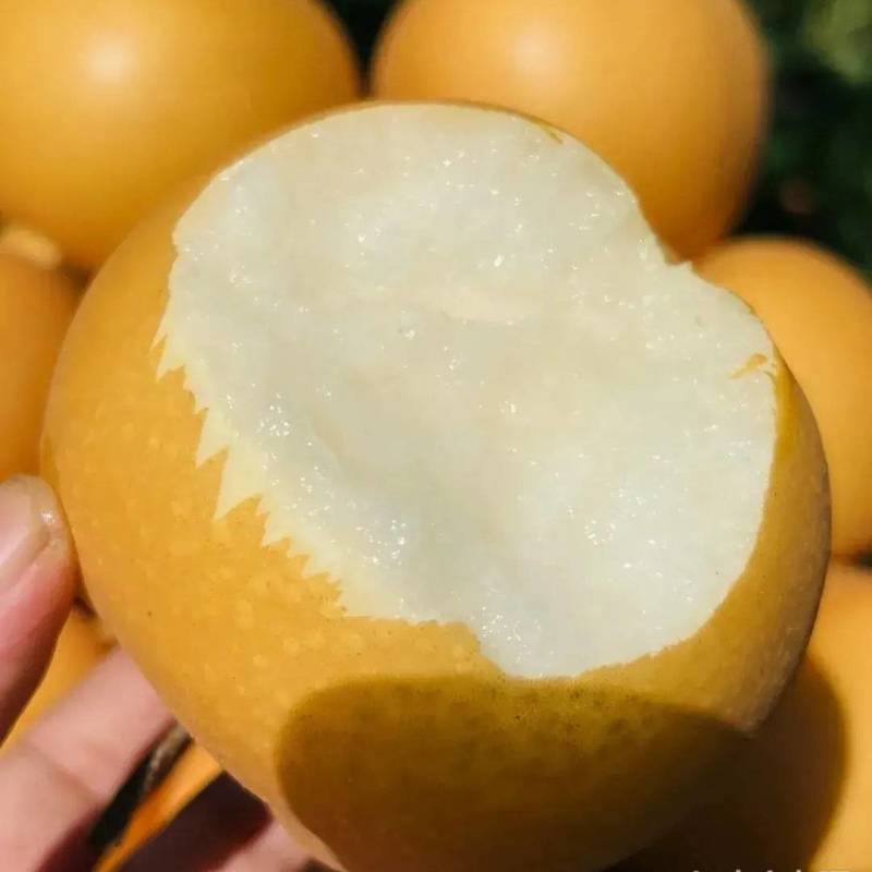 秋月，晚秋梨大量现货！欢迎新老朋友加入购物