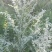 艾草绿色无公害野生种植,产地一手货源,可视频看欢迎采购。