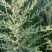 艾草绿色无公害野生种植,产地一手货源,可视频看欢迎采购。
