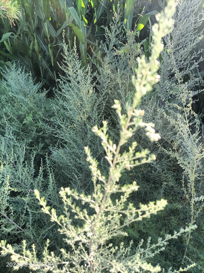 艾草绿色无公害野生种植，产地一手货源，可视频看欢迎采购。