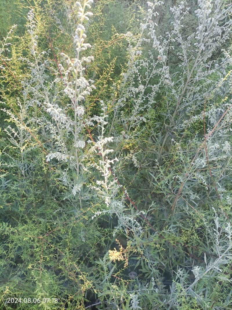 艾草绿色无公害野生种植，产地一手货源，可视频看欢迎采购。