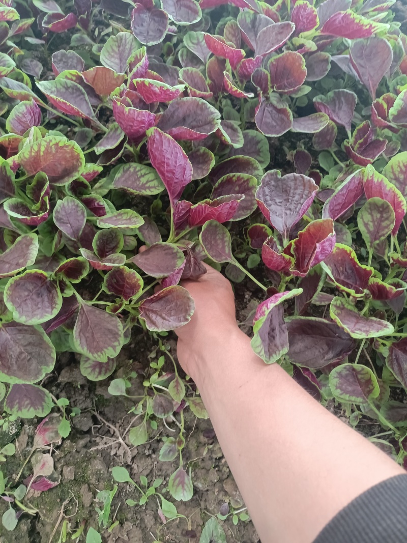 精品苋菜出售