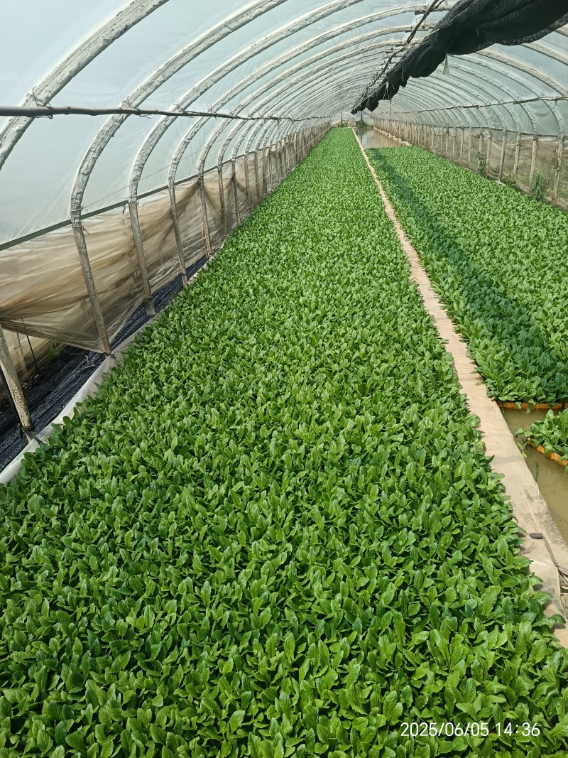 精品油麦菜苗子基地直发保质保量欢迎来电咨询