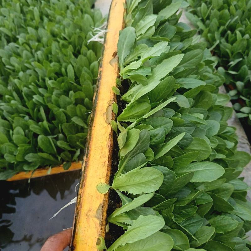精品油麦菜苗子基地直发保质保量欢迎来电咨询