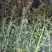 益母草
