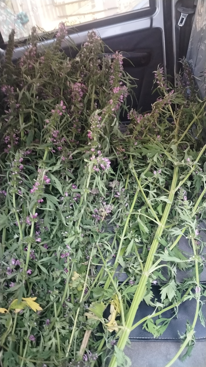 益母草