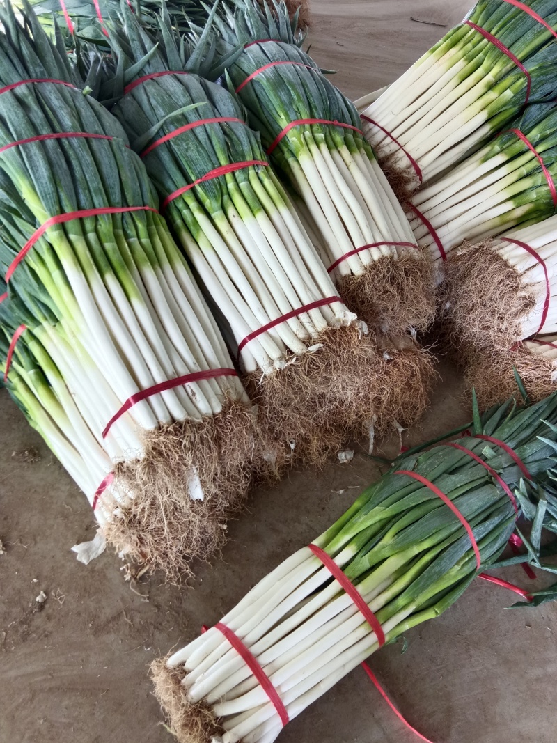 精品大葱批发产地直发一手货源，欢迎新老客户合作，量大优惠