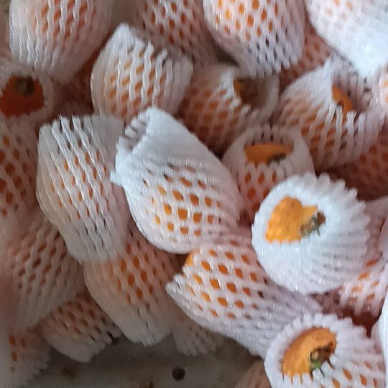 白琵琶