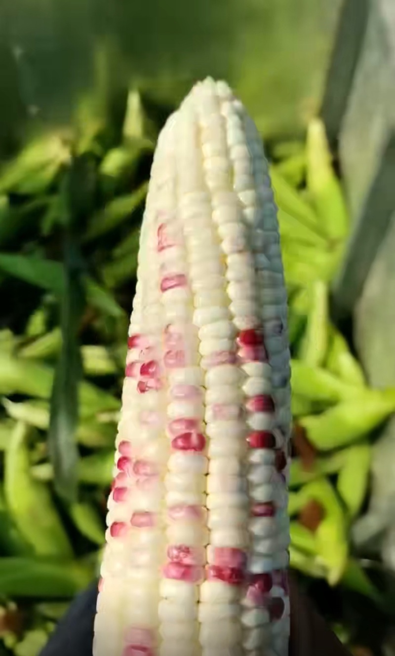 四川太阳花，花糯玉米，白糯玉米，水果玉米产地直销