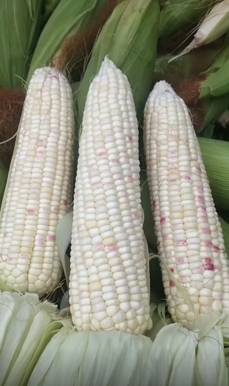 四川太阳花，花糯玉米，白糯玉米，水果玉米产地直销