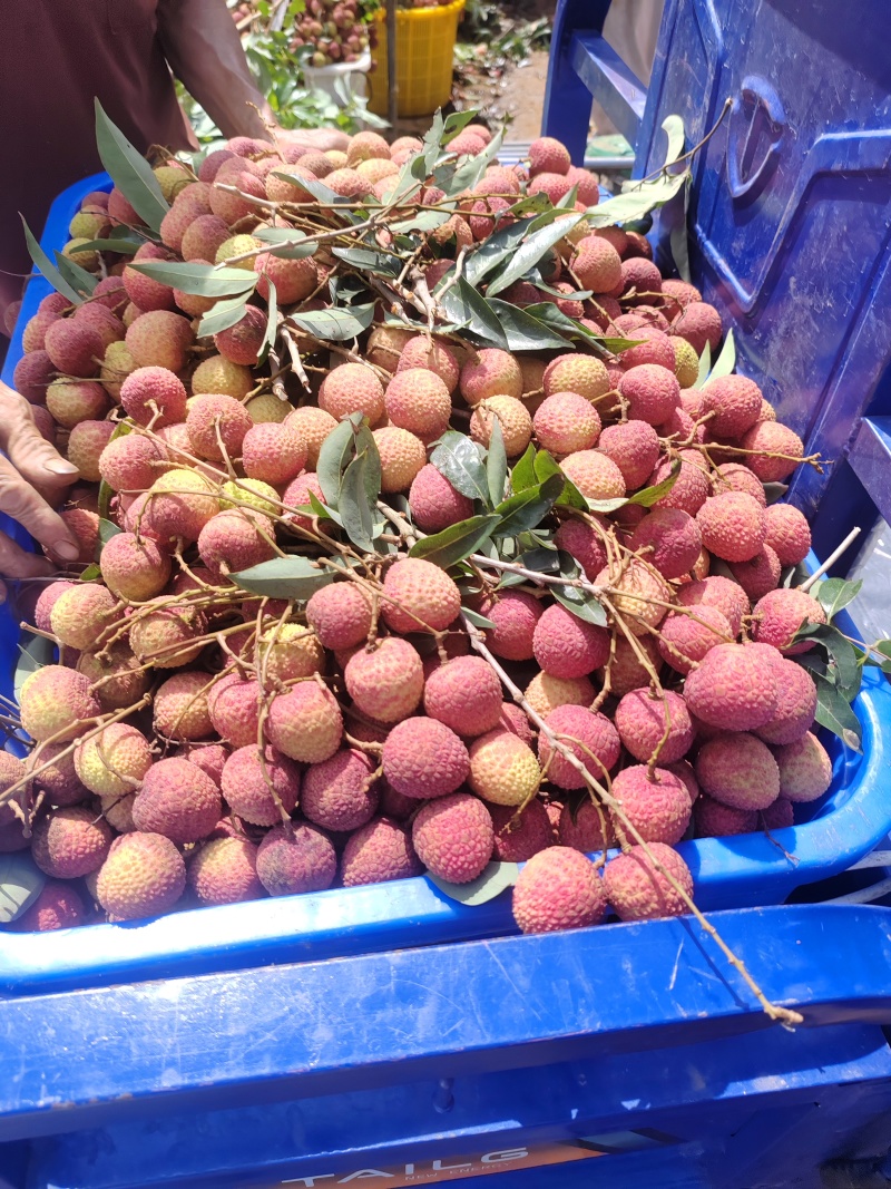 广东茂名荔枝（各种品种）个头均匀甜度口感都有大量上市