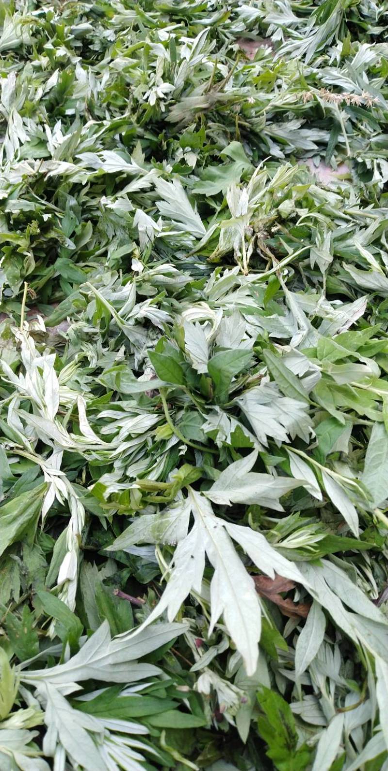 艾草绿色无公害野生种植，产地一手货源，可视频看欢迎采购。