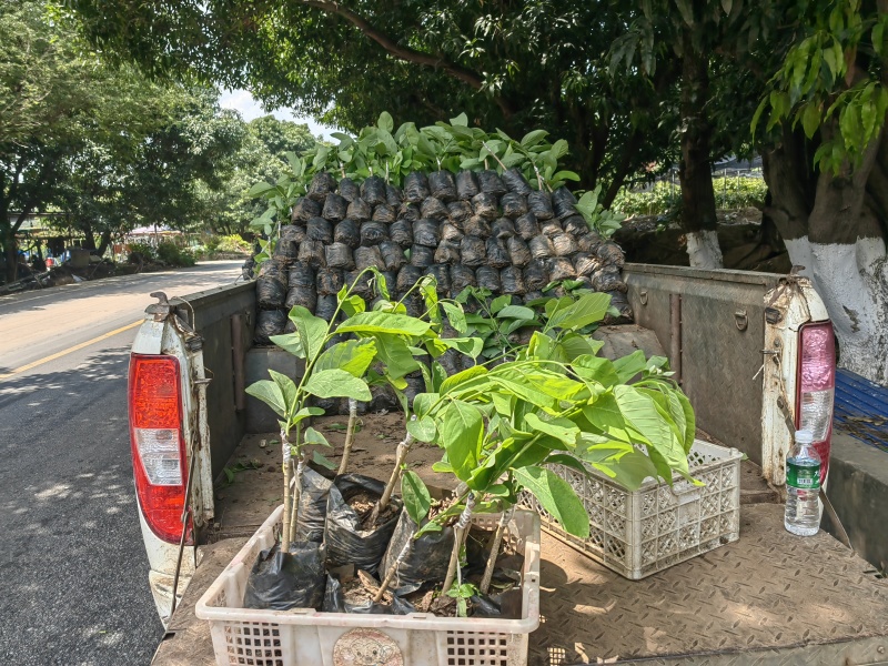 大五星枇杷苗