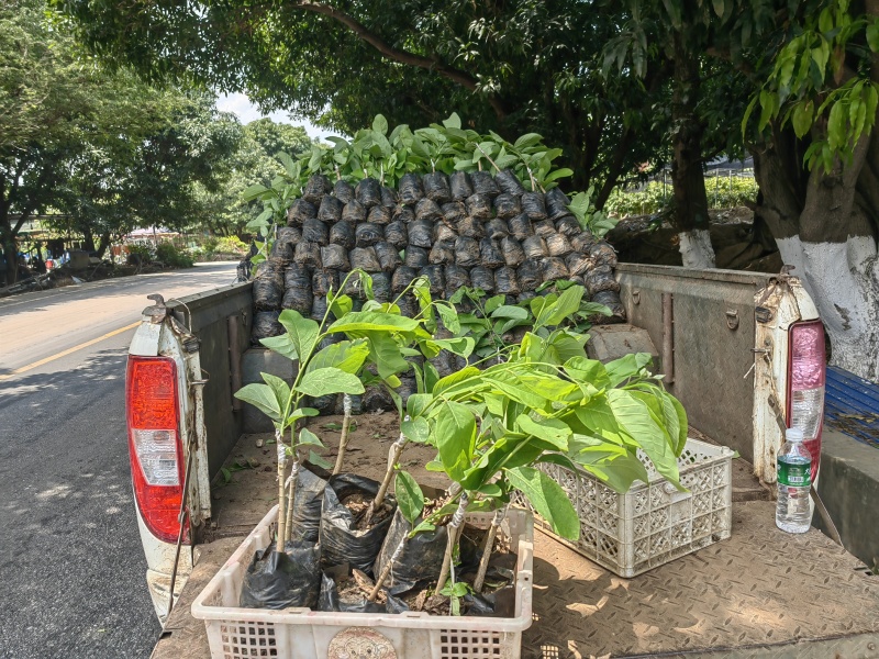 大五星枇杷苗