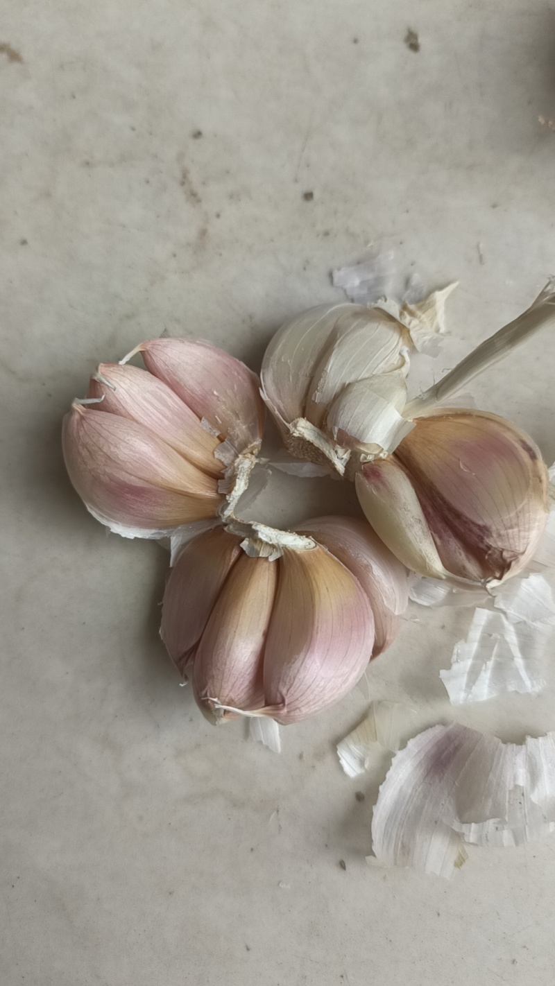 紫皮蒜