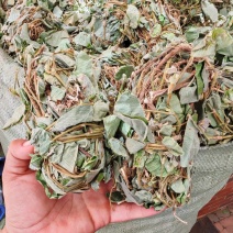 扎把金钱草2025年新货颜色绿