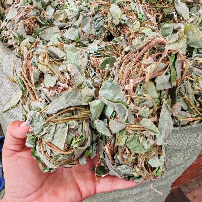 扎把金钱草2025年新货颜色绿