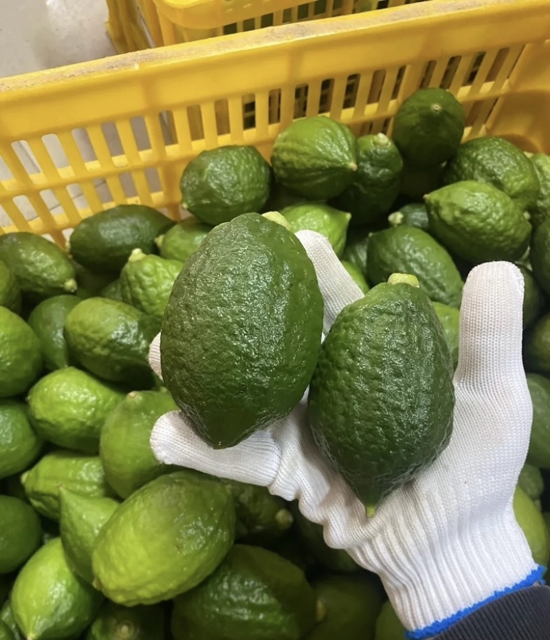 广东精品无籽柠檬，香水柠檬，子弹头柠檬可对接商超果园直发