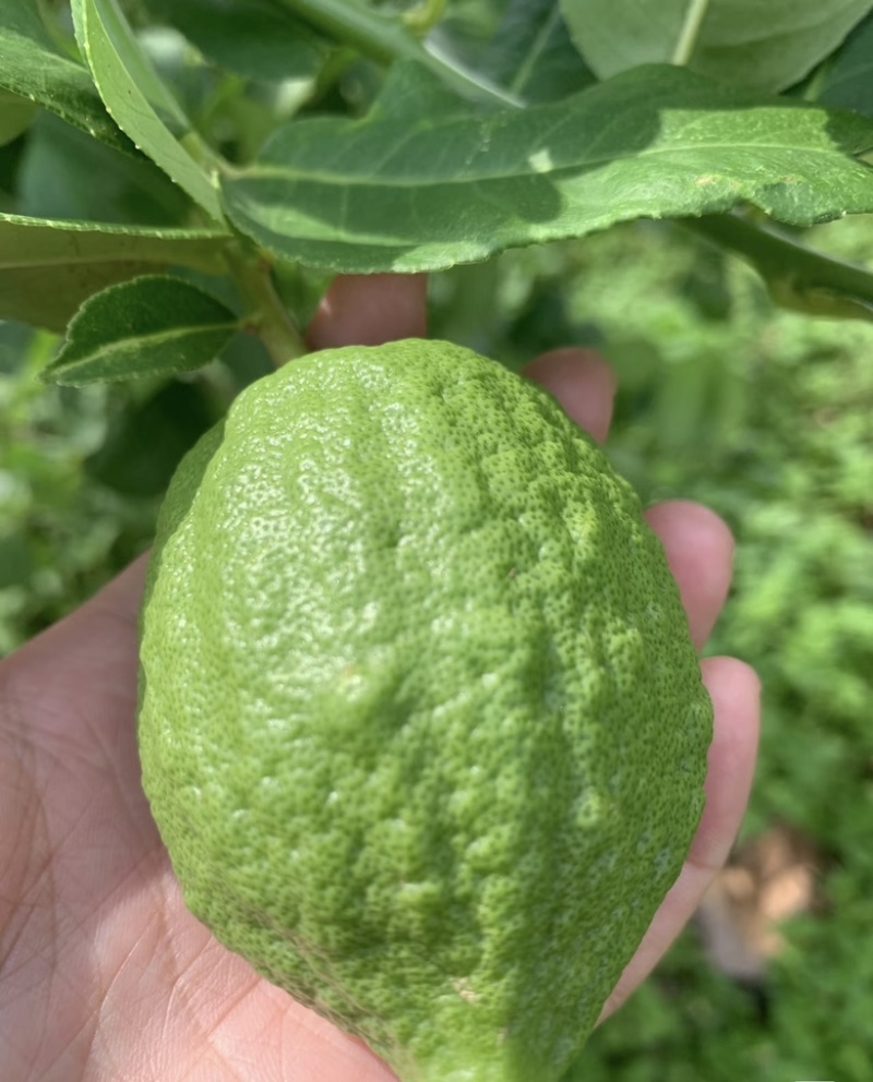 广东精品无籽柠檬，香水柠檬，子弹头柠檬可对接商超果园直发