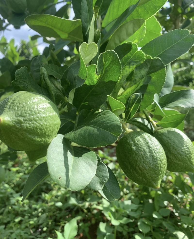 广东精品无籽柠檬，香水柠檬，子弹头柠檬可对接商超果园直发