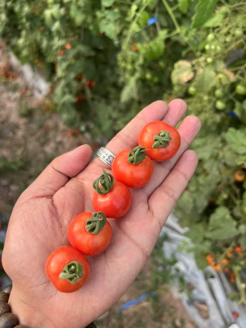 高端冰淇淋小番茄樱桃小番茄电商一件代发