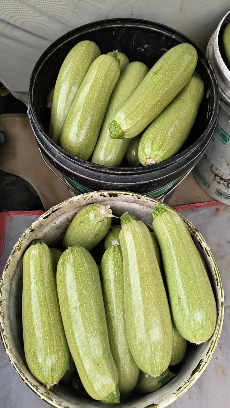 精品西葫芦