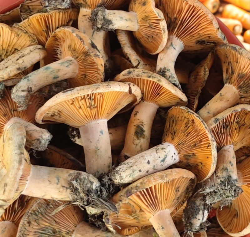 野生谷熟菌子