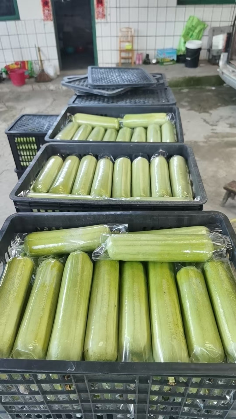 精品白玉丝瓜