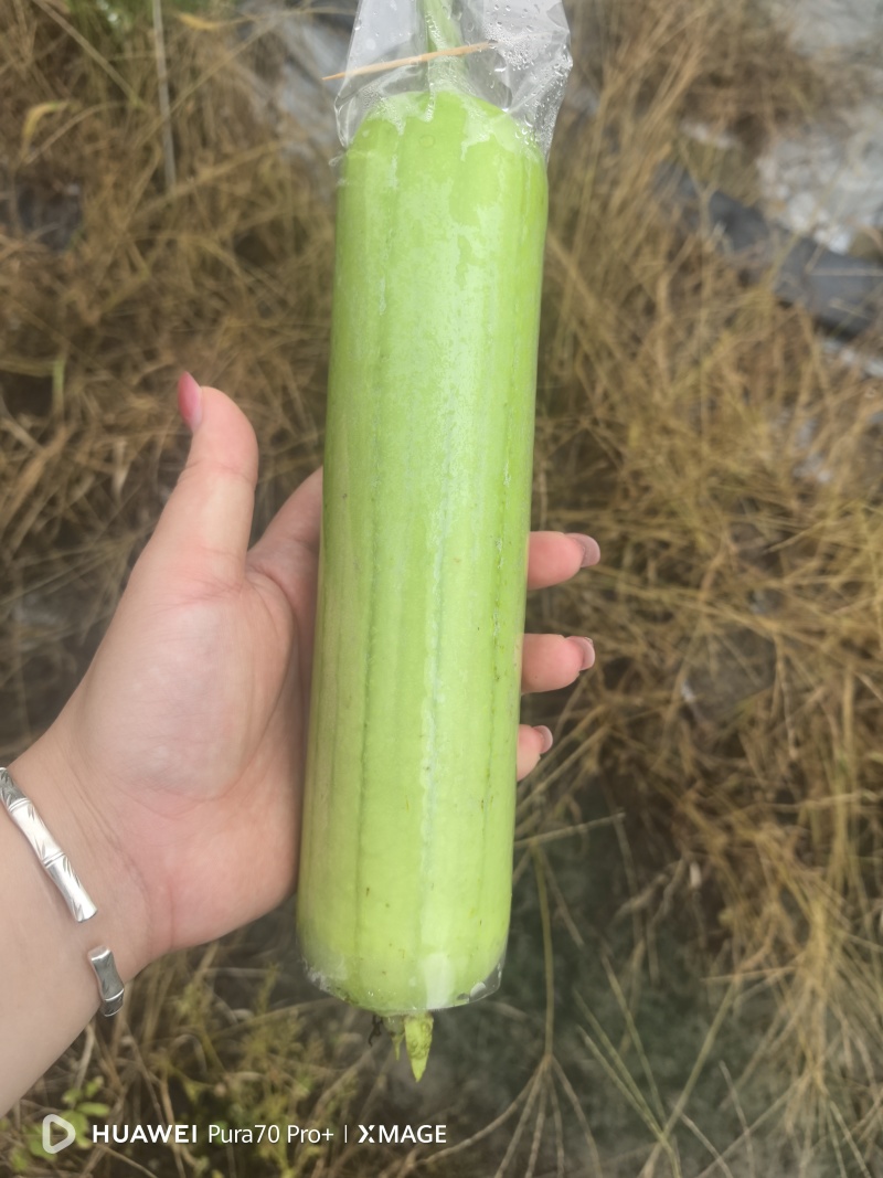 精品白玉丝瓜