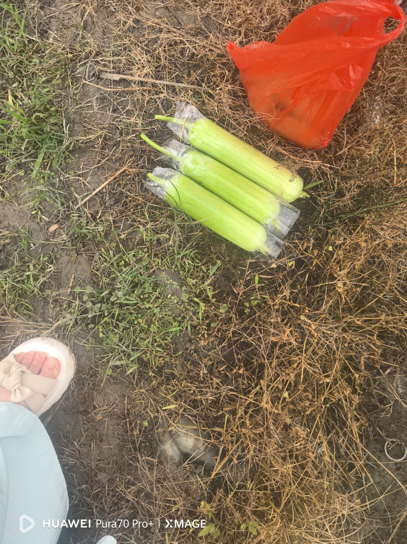 精品白玉丝瓜