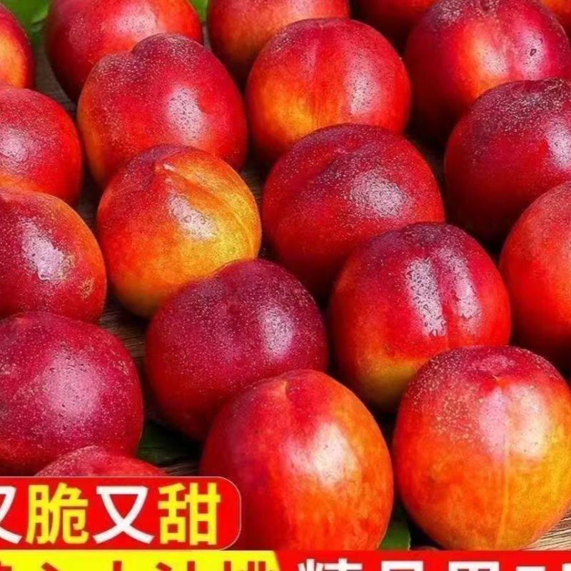 山东沂蒙山麻子油桃对接商超市场电商一件代发整车发货