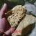喂牛羊，反刍，宠物，燕麦壳最好的性价比