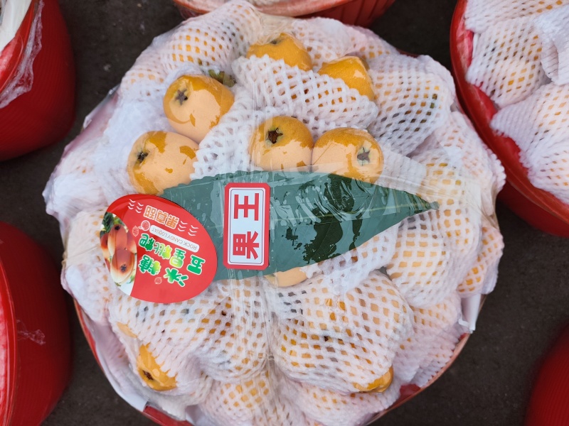 高山大五星枇杷