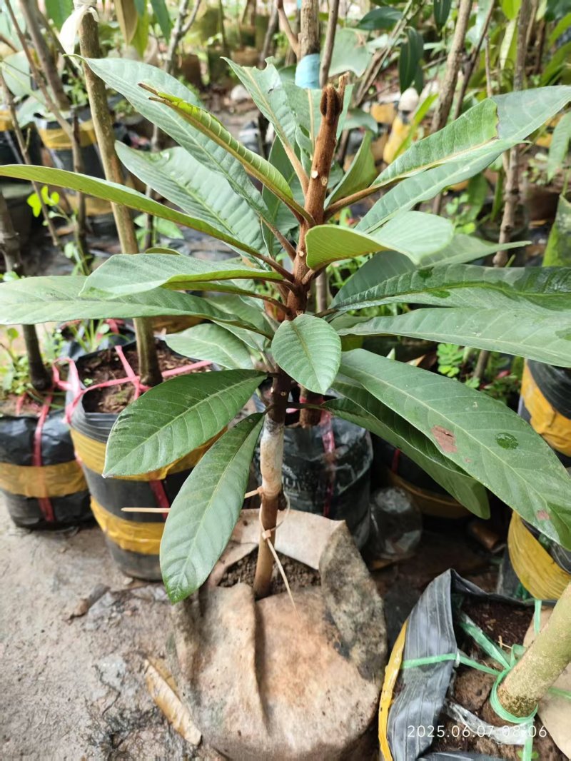 妈咪果苗果中皇后欢迎进店咨询规格个样具体谈