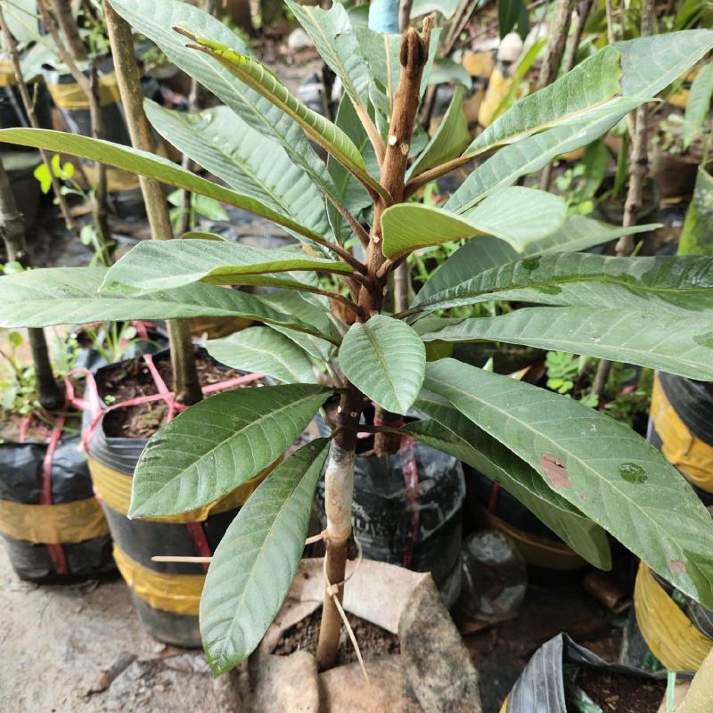 妈咪果苗果中皇后欢迎进店咨询规格个样具体谈