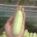 小黄瓜