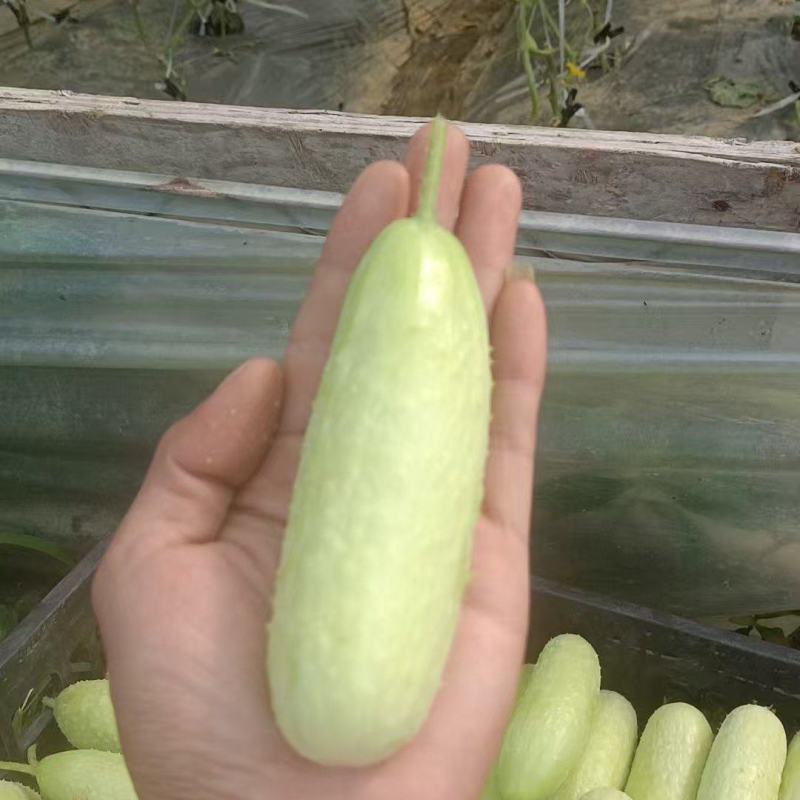 小黄瓜