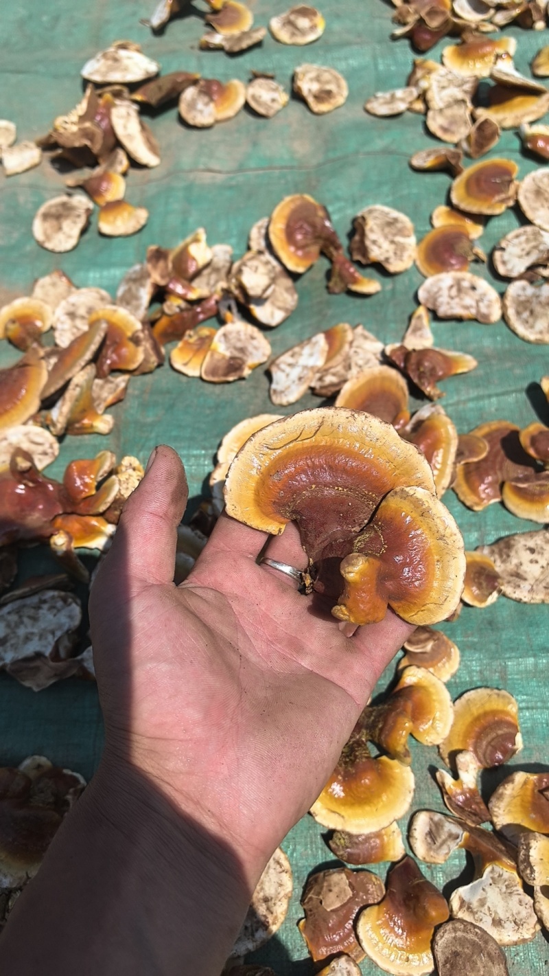 【荐】山东灵芝金边灵芝金边小灵芝大量供应欢迎来电咨