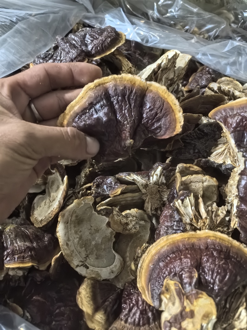【荐】山东灵芝金边灵芝金边小灵芝大量供应欢迎来电咨
